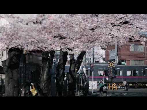 桜color